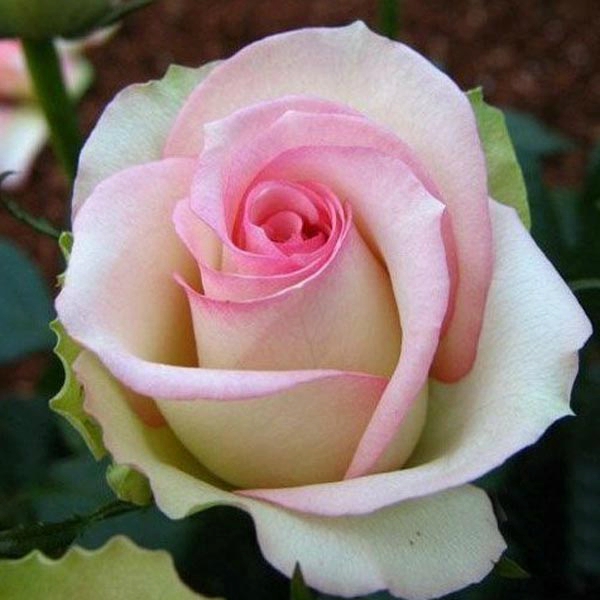 Grab gorgeous Rose(White Pink)Plant at discount|Nurseryserve